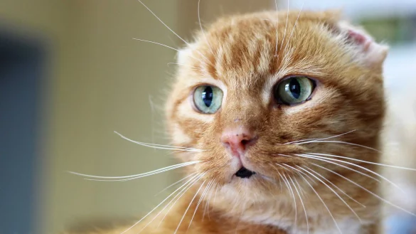 Auff&auml;llig: Kater Urmel hat einen dunklen Fleck in der Mitte des unteren Lippenbandes. - &copy; Tierschutzverein Herford