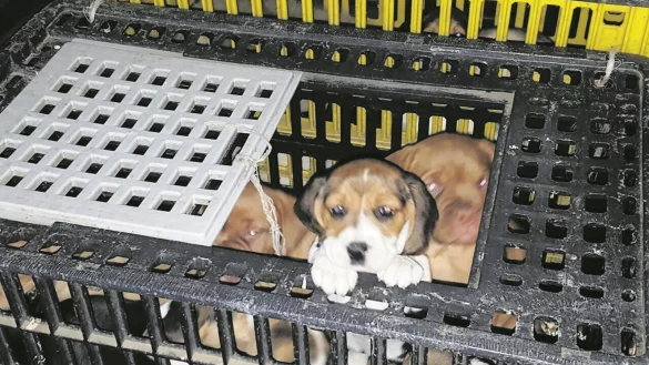 Im Kofferraum: Online-Inserate sind f&uuml;r H&auml;ndler, die illegal Welpen verkaufen, ein lukratives Gesch&auml;ft. Die Tierschutzvereine warnen allerdings eindringlich vor den vermeintlichen Schn&auml;ppchen. - &copy; dpa