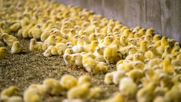 K&uuml;ken - &copy; Foto: Jens B&uuml;ttner/dpa-Zentralbild/dpa