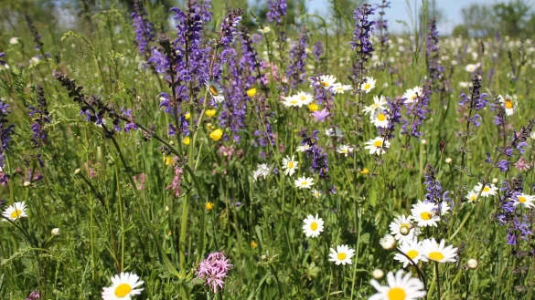 Die Entt&Atilde;&curren;uschung bei der CDU ist gro&Atilde;, dass statt eines Bl&Atilde;&frac14;hstreifens nur Gras und Unkraut in Kalldorf zusehen sind.
 - &copy; Pixabay