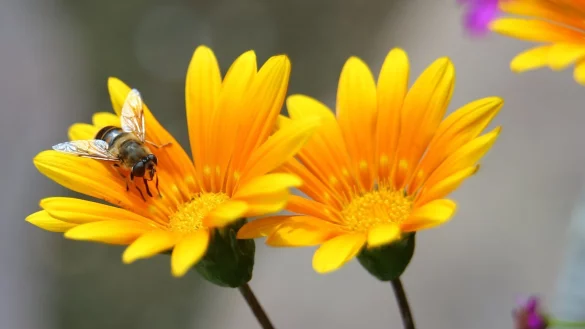 Mittagsgold - &copy; Foto: Karl-Josef Hildenbrand