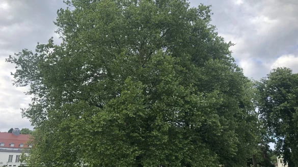 Auch die B&auml;ume im Kurpark fallen unter die neue Baumerhaltungsrichtlinie. - &copy; Alexandra Schaller