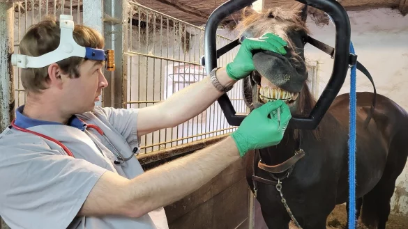 "Pferdezahnarzt" Marc-Philipp M&uuml;ller aus Lage behandelt die Friesin Raukje und schaut ihr dabei ganz genau ins Maul. - &copy; Freya K&ouml;hring