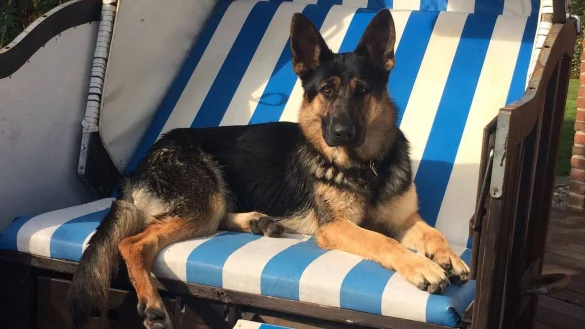 Hier hat es sich Tessa noch auf dem Strandkorb bequem gemacht. Jetzt ist die H&uuml;ndin spurlos verschwunden. - &copy; Rainer Wilke