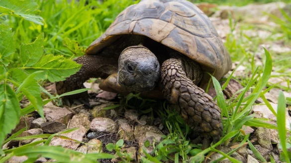 Landschildkr&ouml;te - &copy; Foto: Benjamin Nolte