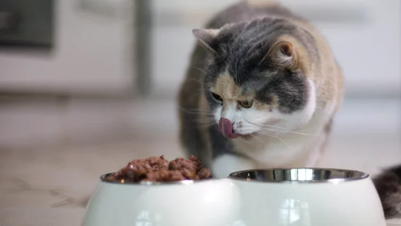 Eine Katze am Futternapf - &copy; Foto: Ina Fassbender/dpa-tmn