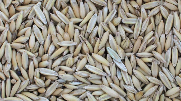 Hafer - &copy; Foto: Jens Wolf