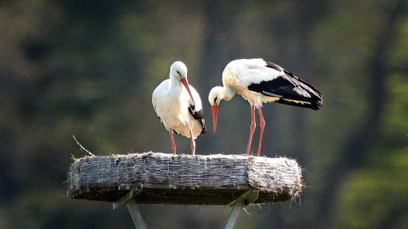 Moderne Rollenverteilung: Frau und Herr Storch wechseln sich beim Br&uuml;ten ab. - &copy; Andreas Fr&uuml;cht