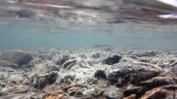 Erstickt: Die vom Naturfilmer Ulrich Haufe gemachten Unterwasseraufnahmen zeigen, wie die sich infolge der Überdüngung vermehrenden Abwasserpilze die natürliche Flora und Fauna des Fließgewässers zerstören. - © Ulrich Haufe