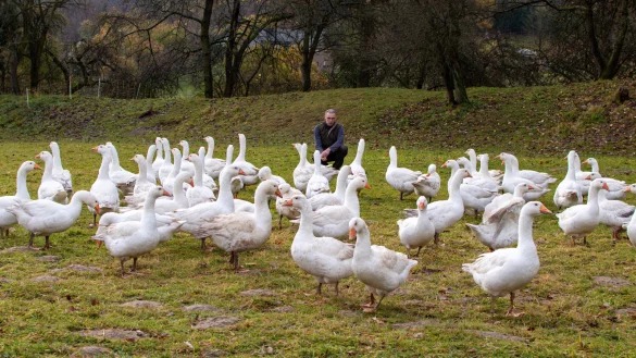 Matthias Heupel vom Sprengerhof mit seinen G&auml;nsen. - &copy; Raphael Bartling