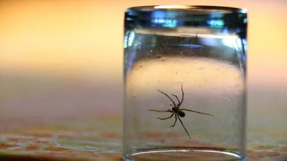 In der Falle: Mit einem Glas lassen sich Spinnen am einfachsten fangen und dann nach drau&szlig;en bringen. - &copy; dpa