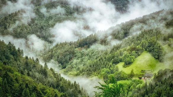 M&ouml;glicherweise ist die Vermisste abseits der Wanderroute im Schwarzwald unterwegs gewesen. - &copy; (Symbolbild) Pixabay