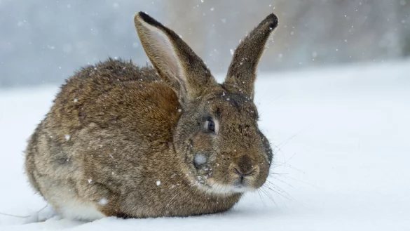 Kaninchen im Schnee - &copy; Foto: Patrick Pleul/dpa