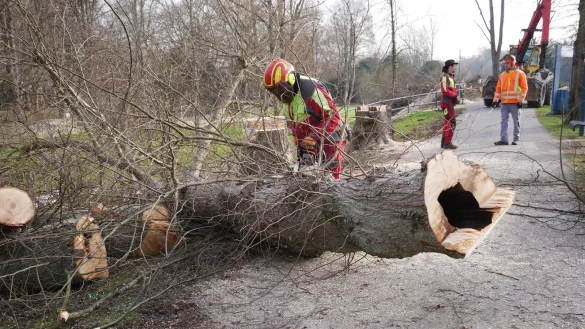 Nach dem F&auml;llen wird der Baumstamm f&uuml;r die Untersuchung zurecht geschnitten.

Foto 2: Mit einem St&uuml;ck Teerpappe und einem Notausgang der Marke Eigenbau der Arbeitsgemeinschaft BiotopKartierung aus Herford werden die Hohlr&auml;ume verschlossen. (Foto: Alte Hansestadt Lemgo)

Foto 3: Eine der Linden f&auml;llt. Danach steht die Untersuchung durch den Experten an. (Foto: Alte Hansestadt Lemgo) - &copy; Stadt Lemgo
