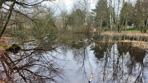 Der Teich in H&ouml;rste ist ein Idyll. Im Dickicht versteckt lebt mittlerweile ein Nutria. Wer genau hinschaut, sieht hinten Teile des Freibades. Ob es im Bereich der Wasserfl&auml;che Reste eines Moores gibt, will der Naturschutzbund pr&uuml;fen. - &copy; Astrid Sewing
