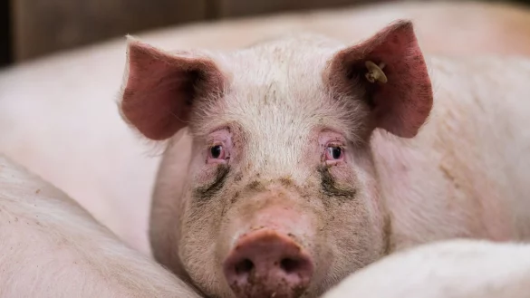 Schweinepest - &copy; Foto: picture alliance / Andreas Arnold/dpa/Archivbild