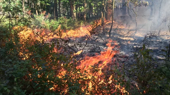 Die Gafahr für Waldbrände im Kreis steigt. - © Feuerwehr Augustdorf