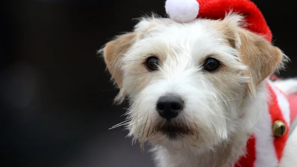 Hund mit Weihnachtsm&uuml;tze - &copy; Foto: Ralf Hirschberger