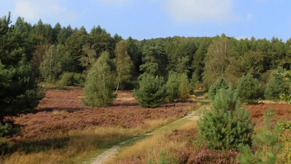 Natursch&ouml;nheit: Die artenreiche Senne. - &copy; Martin D&uuml;sterberg