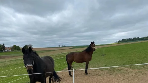 Die Stute Ragazza wurde erst vermisst und dann tot aufgefunden. - &copy; Annika Heiser