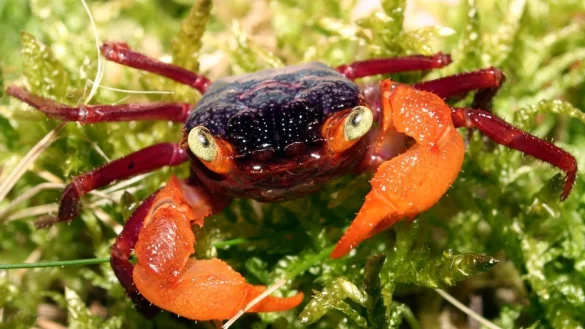 Mandarinenkrabbe - &copy; Foto: FLH/dpa-tmn