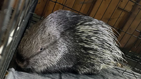 In einem Drahtk&auml;fig &uuml;bergeben die Einsatzkr&auml;fte das abenteuerlustige Stachelschwein an seinen Besitzer. - &copy; Andreas Kramme