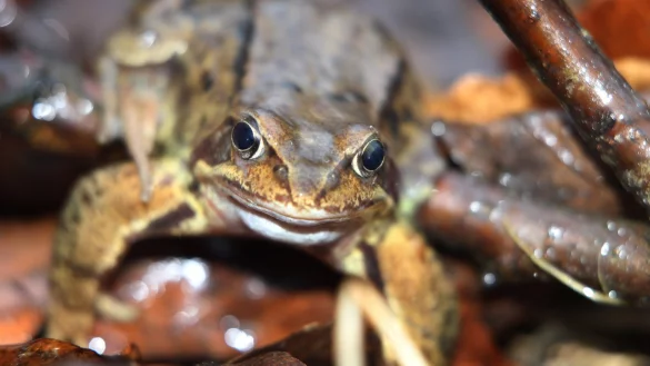 Grasfrosch - &copy; Foto: Karl-Josef Hildenbrand/dpa