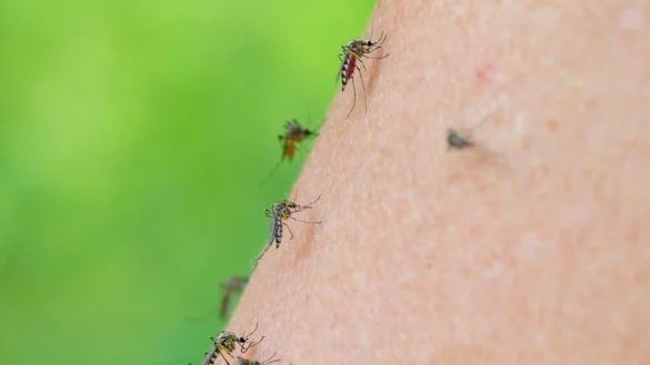 M&uuml;cken - &copy; Foto: Patrick Pleul/dpa-Zentralbild/dpa