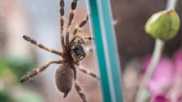 Vogelspinne - &copy; Foto: Sebastian Gollnow