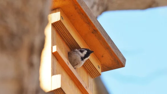 Nistkasten f&uuml;r Spatzen hoch genug aufh&auml;ngen - &copy; Foto: Soeren Stache/dpa/dpa-tmn