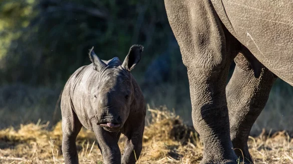 - &copy; Peace Parks Foundation/dpa