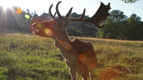 Damhirsch: Trotz der milit&auml;rischen Nutzung hat sich die Natur Teile der Senne zur&uuml;ck erobert. - &copy; ROBIN J&Auml;HNE, ICONS: FREEPIK from FLATICON.COM