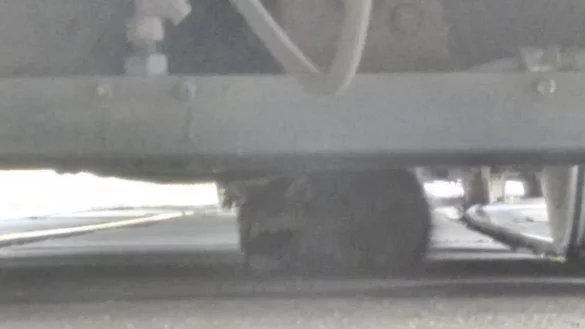 Wer versteckt sich denn da unter der Stadtbahn? - &copy; NW