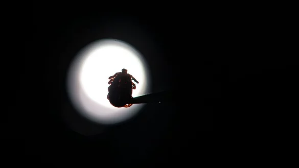 Zecken - © Foto: Marijan Murat/dpa