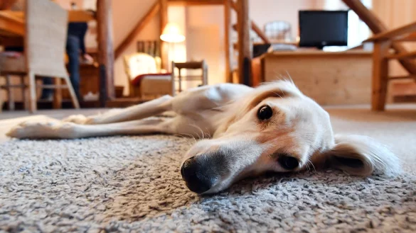 Liegender Hund - &copy; Foto: Martin Schutt/dpa-Zentralbild/dpa