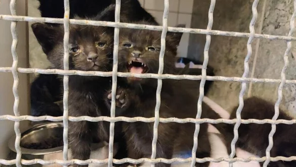 Immer mehr Tiere werden in Lippe ausgesetzt, wie diese Kitten aus dem Tierheim Detmold. - &copy; Tierheim Detmold