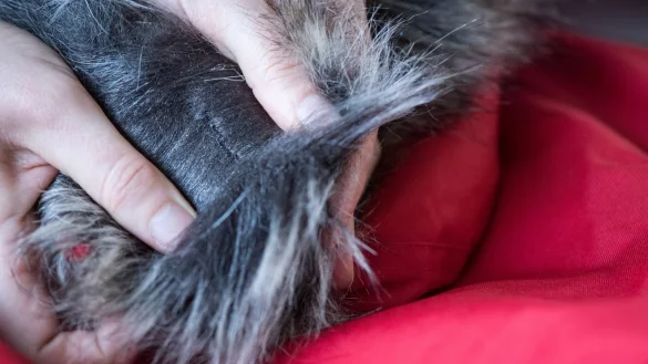 Pelzkragen - &copy; Foto: Franziska Gabbert/dpa-tmn