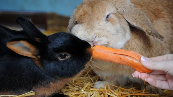 Kohl statt Kr&auml;uter: Gesundes Winterfutter f&uuml;r Kaninchen - &copy; Foto: Jennifer Jahns/dpa-tmn