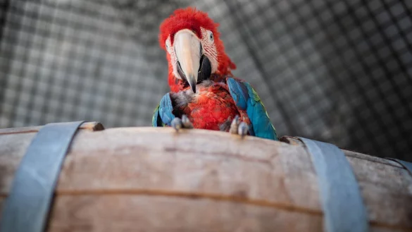 Papagei - &copy; Foto: Frank Rumpenhorst/Symbolbild