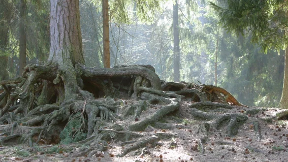 Zeichen f&uuml;r mehr Naturschutz: Das wollen CDU und Gr&uuml;ne setzen. - &copy; Vera Gerstendorf-Welle