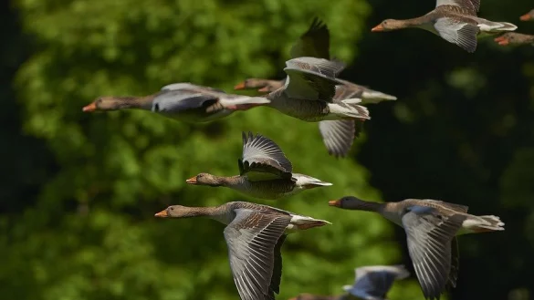 In OWL ist die Gefl&uuml;gelpest ausgebrochen. - &copy; Symbolfoto