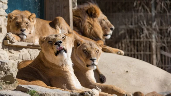 Zoo Osnabr&uuml;ck - &copy; Foto: Friso Gentsch/dpa/Archiv