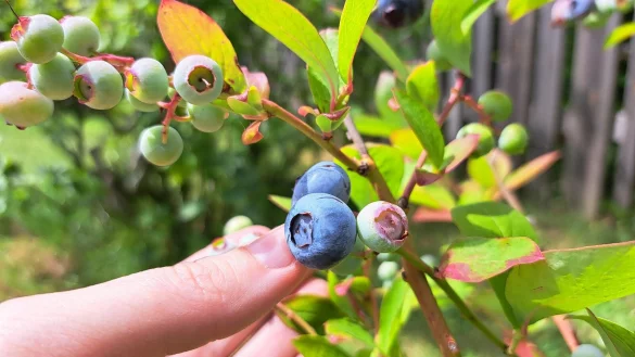 Noch sind die Heidelbeeren nicht &uuml;berall reif. Je nach Sorte beginnt ihre Ernte im Laufe des Juli. - &copy; Carolin Brokmann-F&ouml;rster