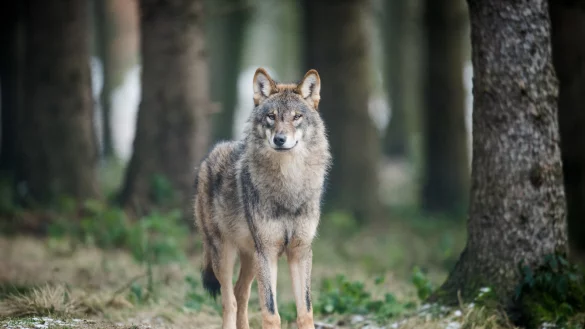 - &copy; Bernd Thissen/dpa