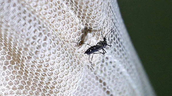 Eine M&uuml;cke - &copy; Foto: Nyein Chan Naing