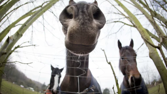 Pferd mal anders - &copy; Foto: Frank Rumpenhorst