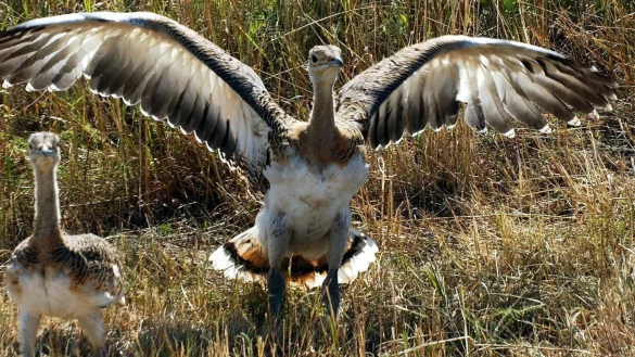 Gro&szlig;trappen - &copy; Foto: Thomas Schulze/dpa-Zentralbild/dpa