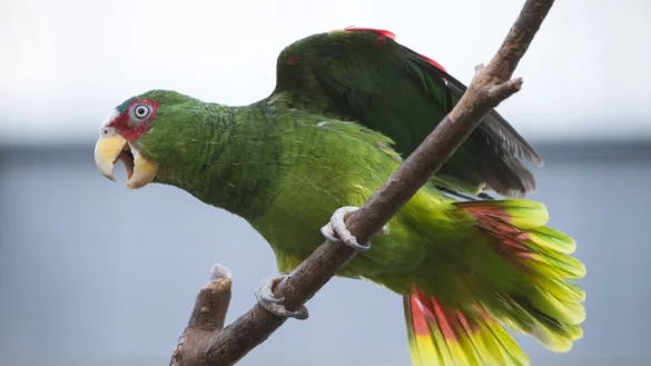 Amazonenpapagei - &copy; Foto: Andrea Warnecke