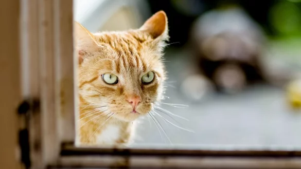 Herrenlose Katze - &copy; Foto: Markus Scholz/dpa-tmn
