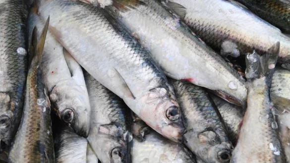 Heringfang in der Ostsee - &copy; Foto: Stefan Sauer/dpa